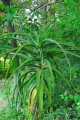 Aloes arborescent. 1.5-2m
